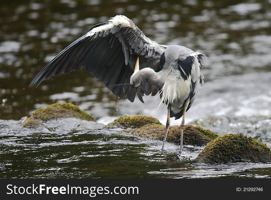 Grey Heron preening on the river Ness, Inverness, Scotland. Grey Heron preening on the river Ness, Inverness, Scotland