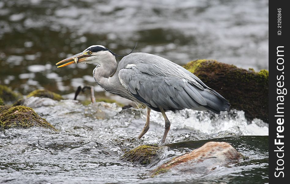 Grey Heron (Ardea cinerea) with fish