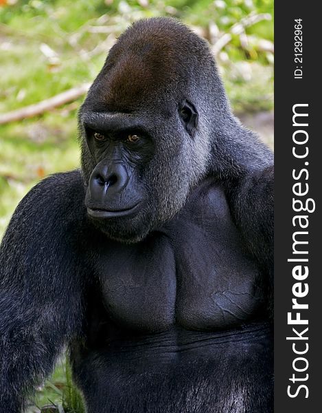 Silverback Gorilla