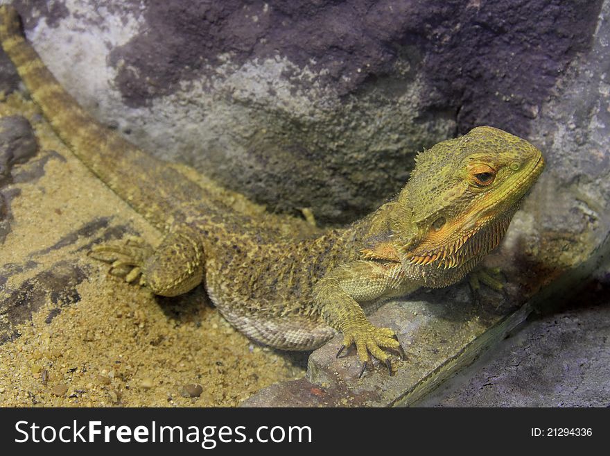 Bearded Dragons ( Pogona vitticeps ) actions on sand