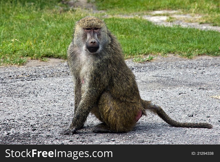 A baboon sitting in the middle of a field looking around