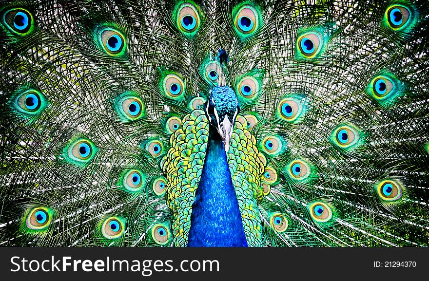 Peacock Canvas
