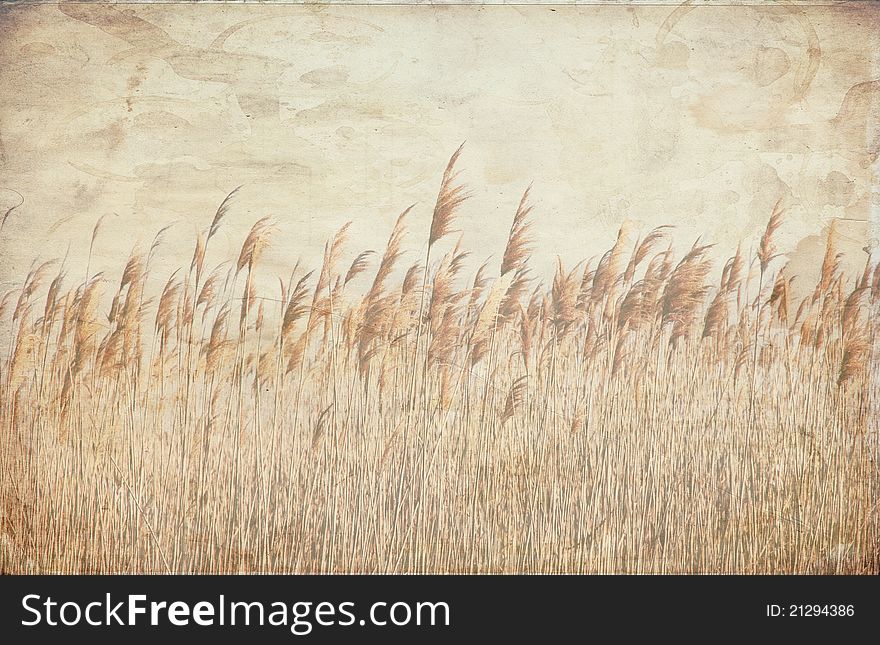 A field of wheat growing blowing in the wind, with a textured background. A field of wheat growing blowing in the wind, with a textured background