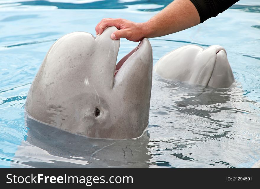 A cute little beluga whale swimming and playing above the water and getting petted. A cute little beluga whale swimming and playing above the water and getting petted.