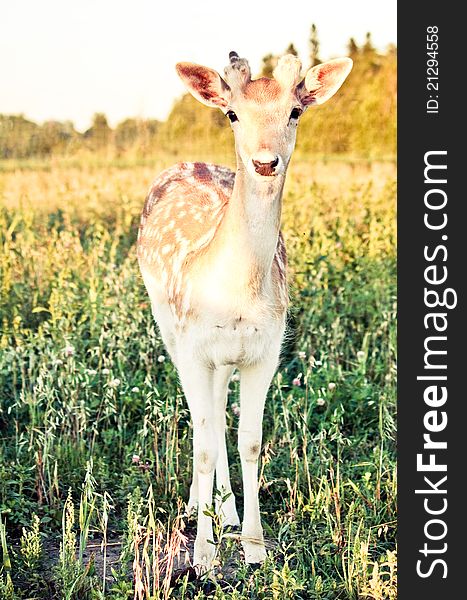 A young male fallow deer standing in a field of grass