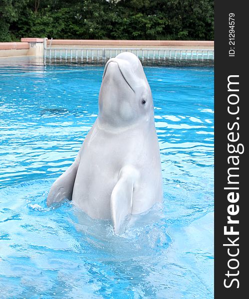 A Beluga Whale performing above water. A Beluga Whale performing above water