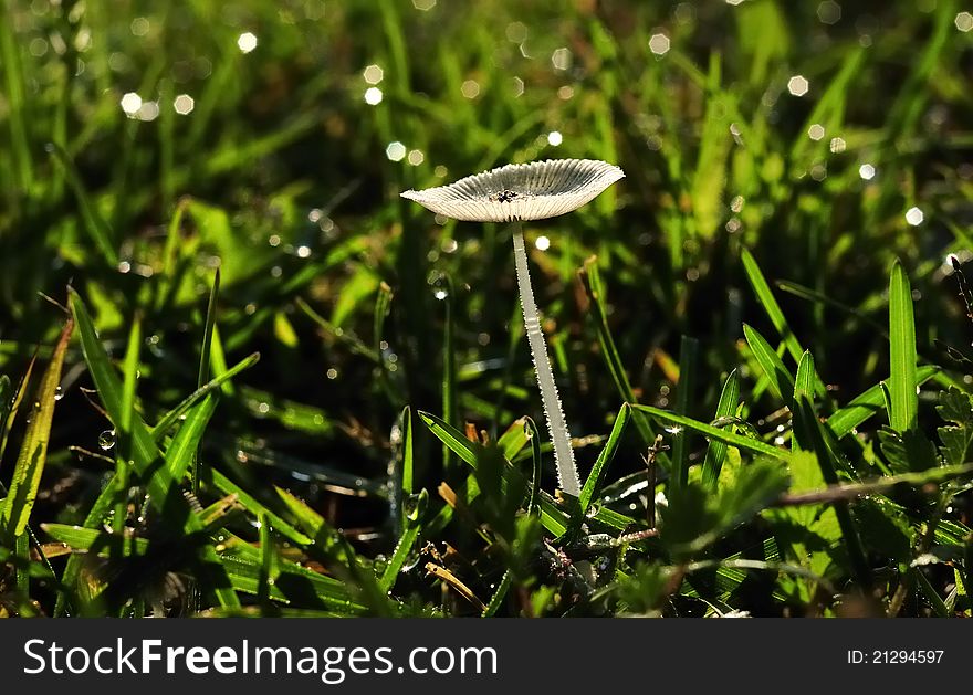 Early morning, fresh mushroom growth on the grass. Early morning, fresh mushroom growth on the grass