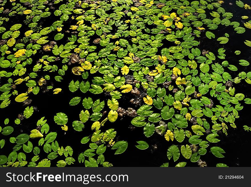 Group of water lemnaceae plants with green leaves floating on the dark water surface. Group of water lemnaceae plants with green leaves floating on the dark water surface