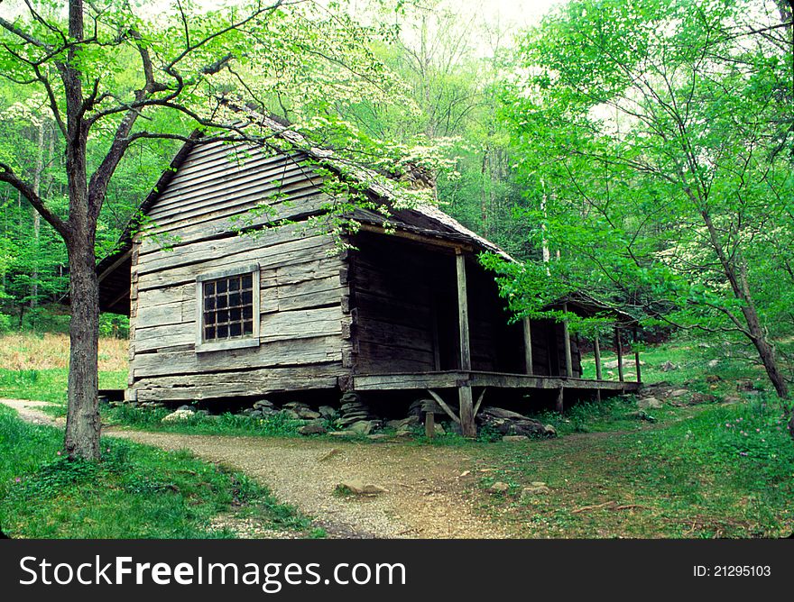 Old log house covered with blooming dogwood trees. Old log house covered with blooming dogwood trees
