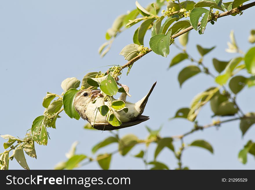 Female Baya Weaver Bird