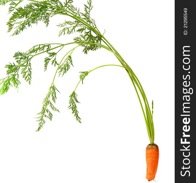 Carrots with leaves on white background