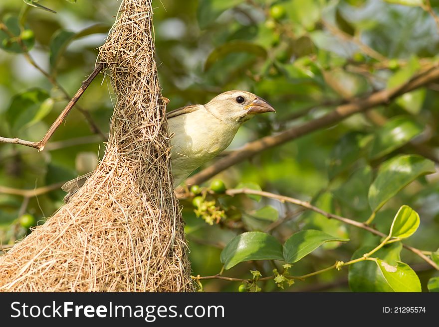 Female Baya Weaver Bird along with its nest