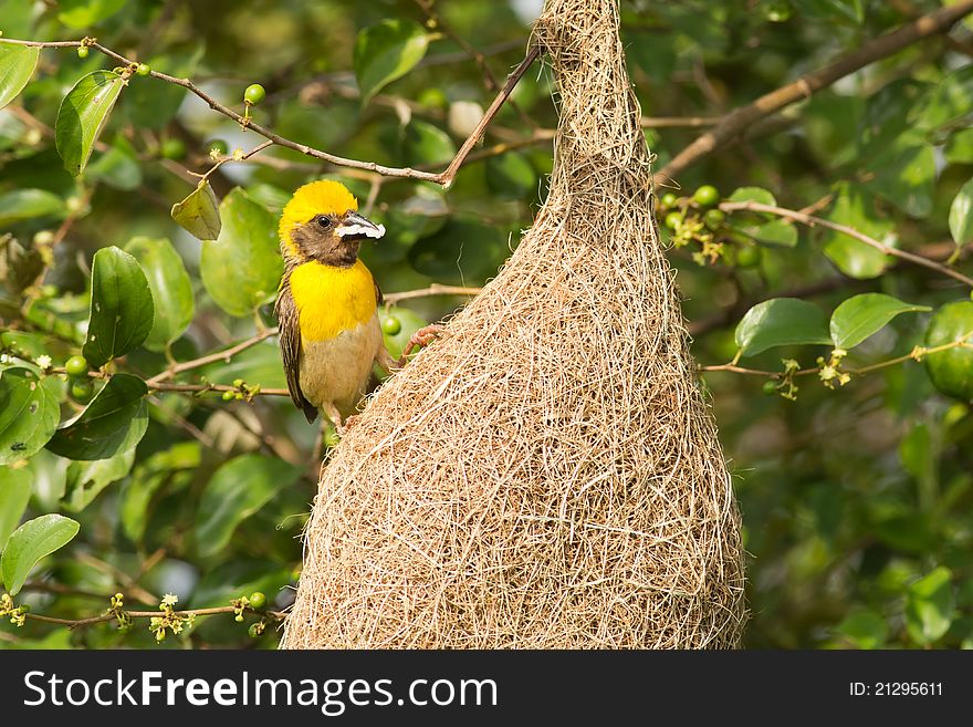 Male Baya Weaver Bird