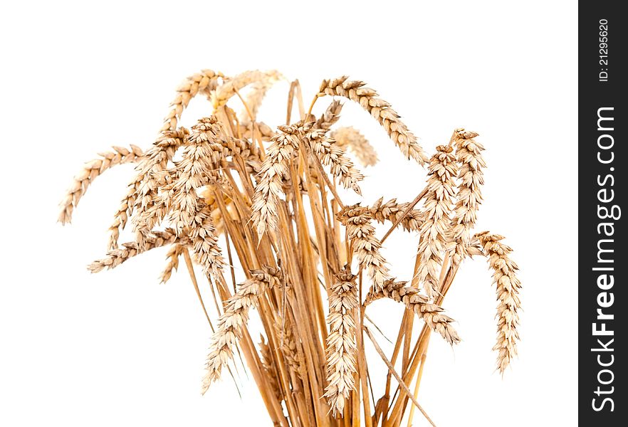 Ears of wheat on a white background