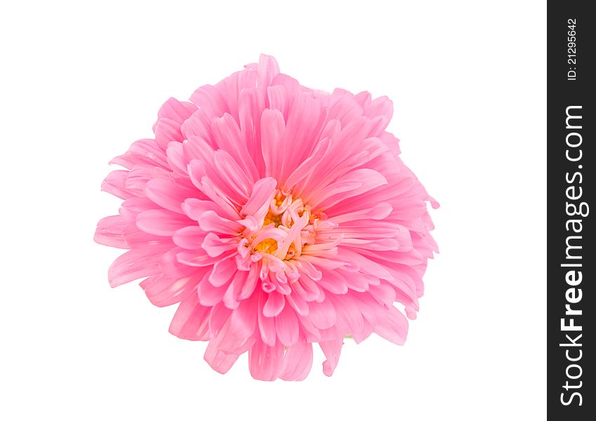 Aster on a white background