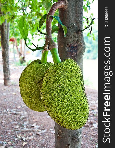 Jackfruit Of Thailand