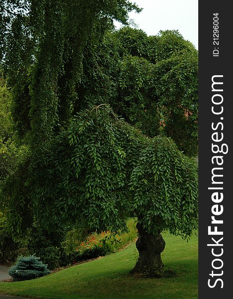 A large tree in a landscaped setting. A large tree in a landscaped setting