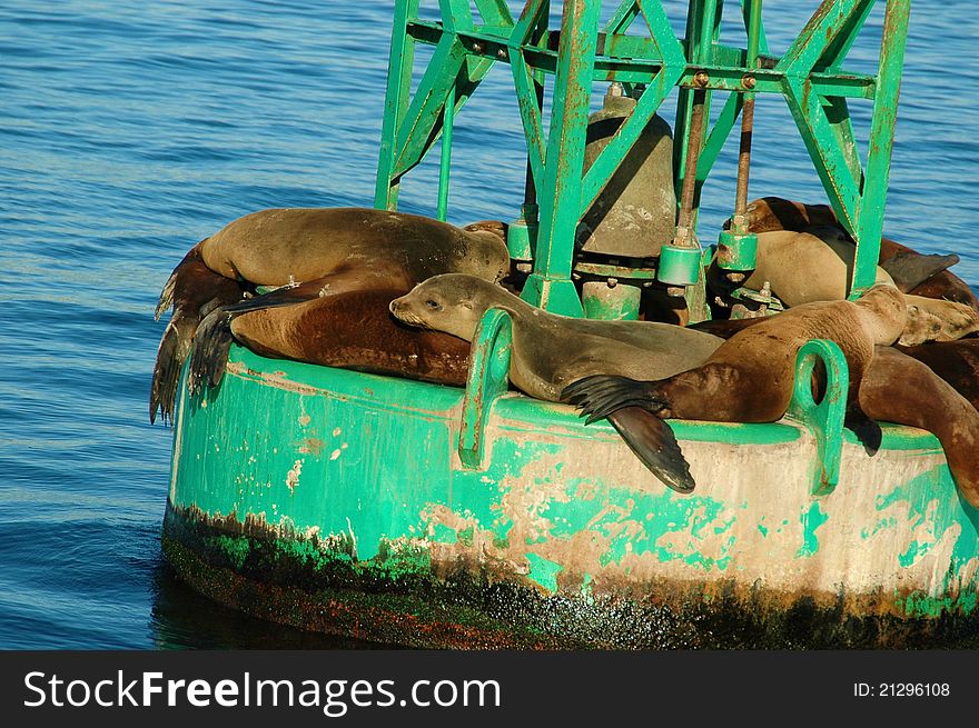 Seals basking in the sun in the ocean. Seals basking in the sun in the ocean
