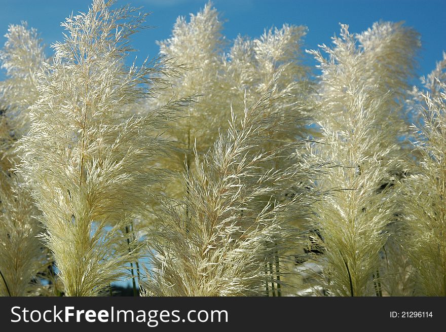 Sea grass against bright blue sky