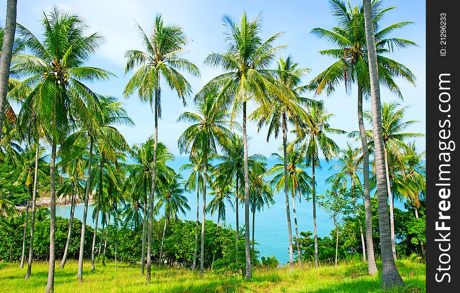 Beautiful Beach With Palm Tree Over The Sand