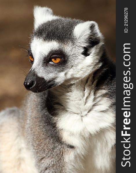 Details of a sitting ring-tailed lemur