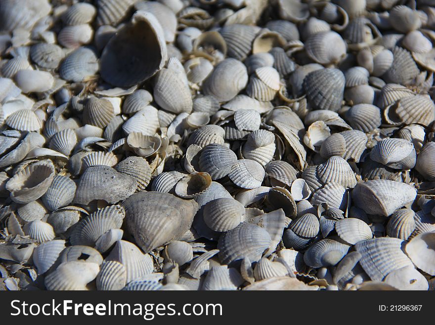 Shells on an island in the Caspian Sea. Shells on an island in the Caspian Sea