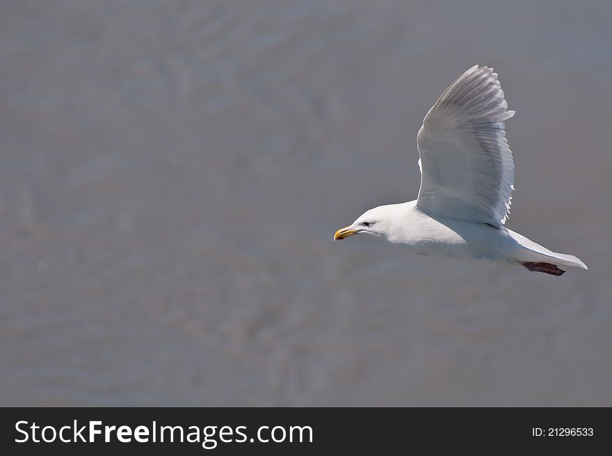 Seagull in flight with both wings up.