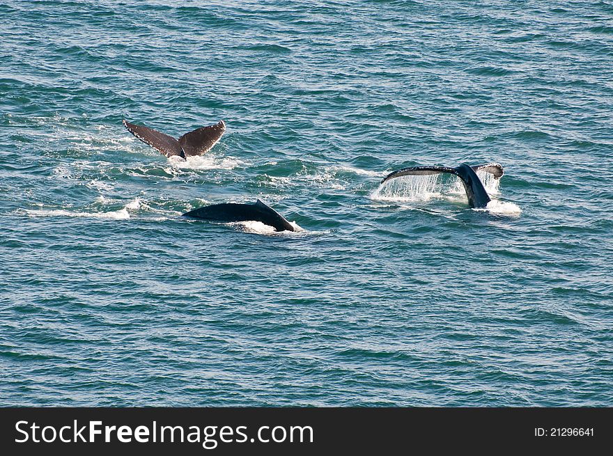 Breaching humpback whales showing tails. Taken in Alaska.