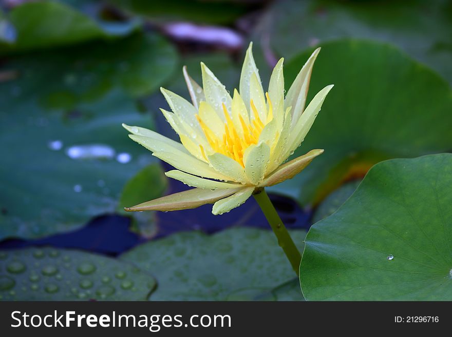 Water Lily in the pond.