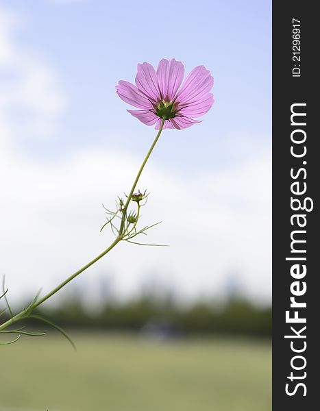 This garden cosmos is shot in a park at the angle of elevation. In backlight, its petals are transparent.