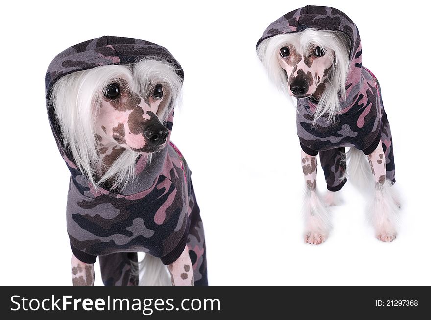 Two chinese crested dogs standing in military combidress isolated on white. Two chinese crested dogs standing in military combidress isolated on white