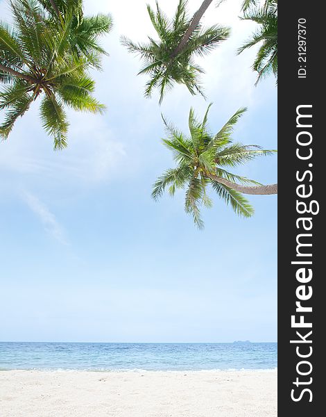 Fragment like View of nice tropical coast with some palm. Fragment like View of nice tropical coast with some palm