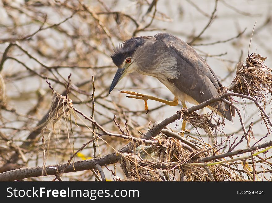 Black Crowned Night Heron