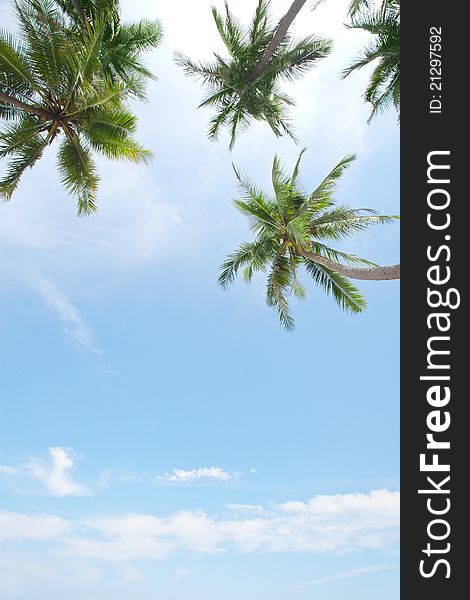 View of nice green tropical palms on blue sky back