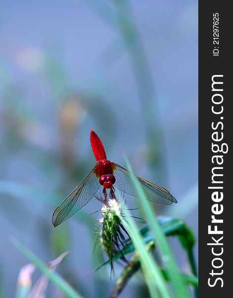 Red dragonfly stand on the stick.