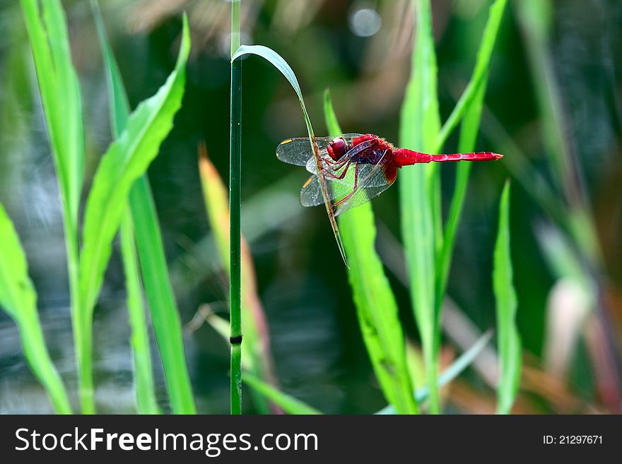 Red dragonfly stand on the leaves of Grass.