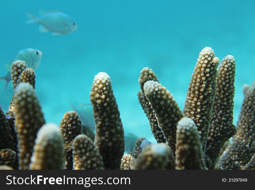 A tropical coral reef off Maldives in Baa Atoll