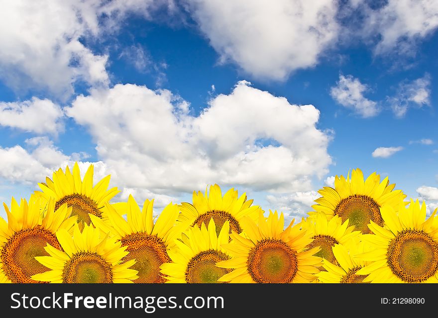 Beautiful yellow sunflower against a background of clear blue sky with clouds.