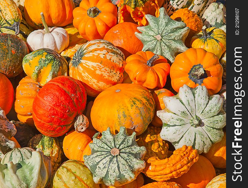 Colorful pumpkins