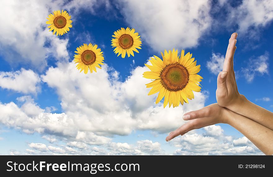 Women's hands with a sunflower on background of blue clear sky. Symbol of nature and concern.