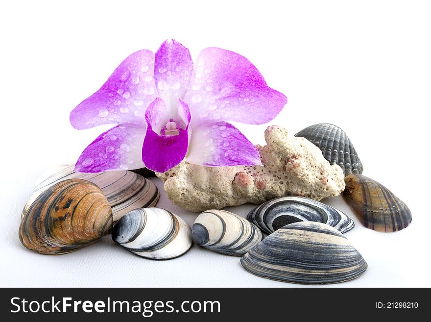 A purple orchid with dew drops and shells and a coral. A purple orchid with dew drops and shells and a coral