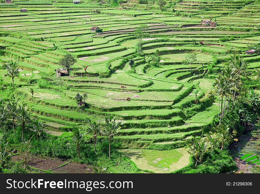 Rice fields, prepared for rice. Bali, Indonesia