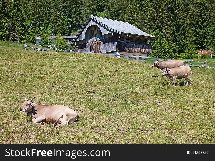 Small cow farm in swiss alps