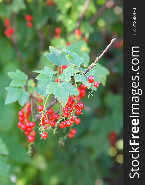 Red currant branch with berrires outdoors