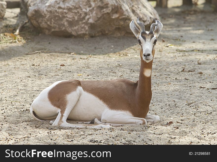 A brown-white gazelle take a rest