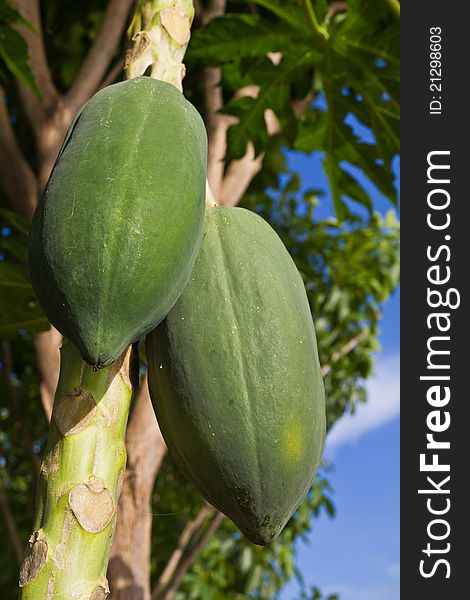 Ripe papaya on the tree