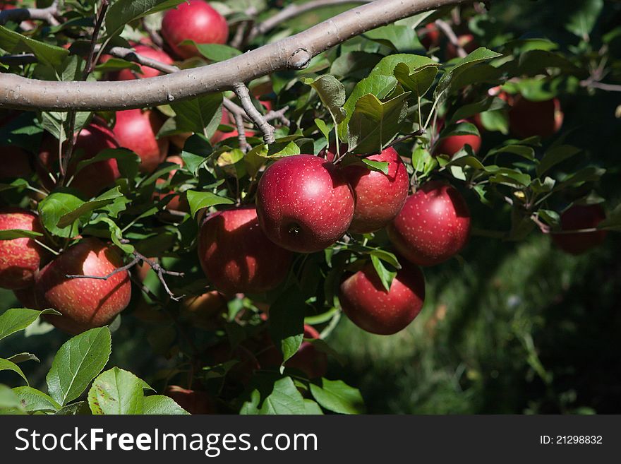 Branch With Red Apples Against Blue Sky.