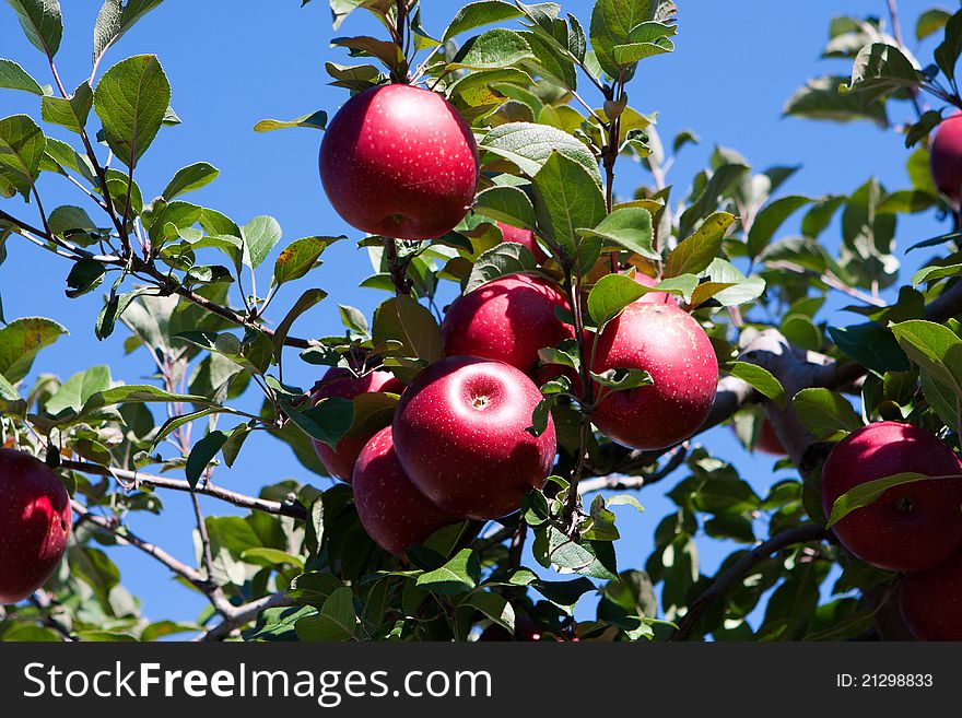 Background of a Branch with red apples against blue sky.