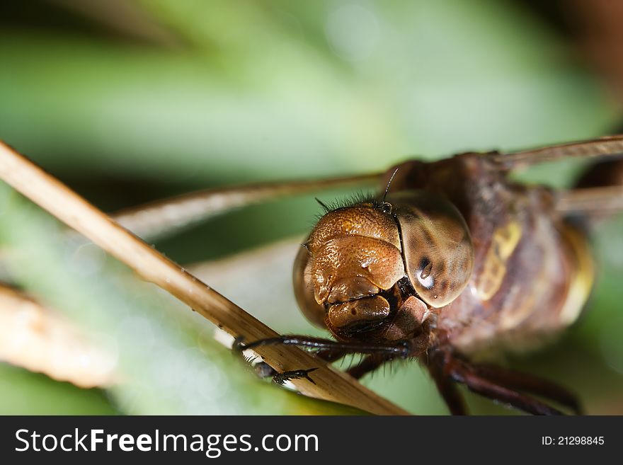 Close up of a common darter dragonfly