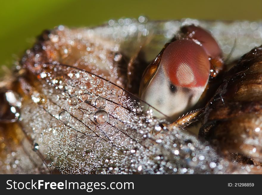 Close Up Of A Common Darter Dragonfly